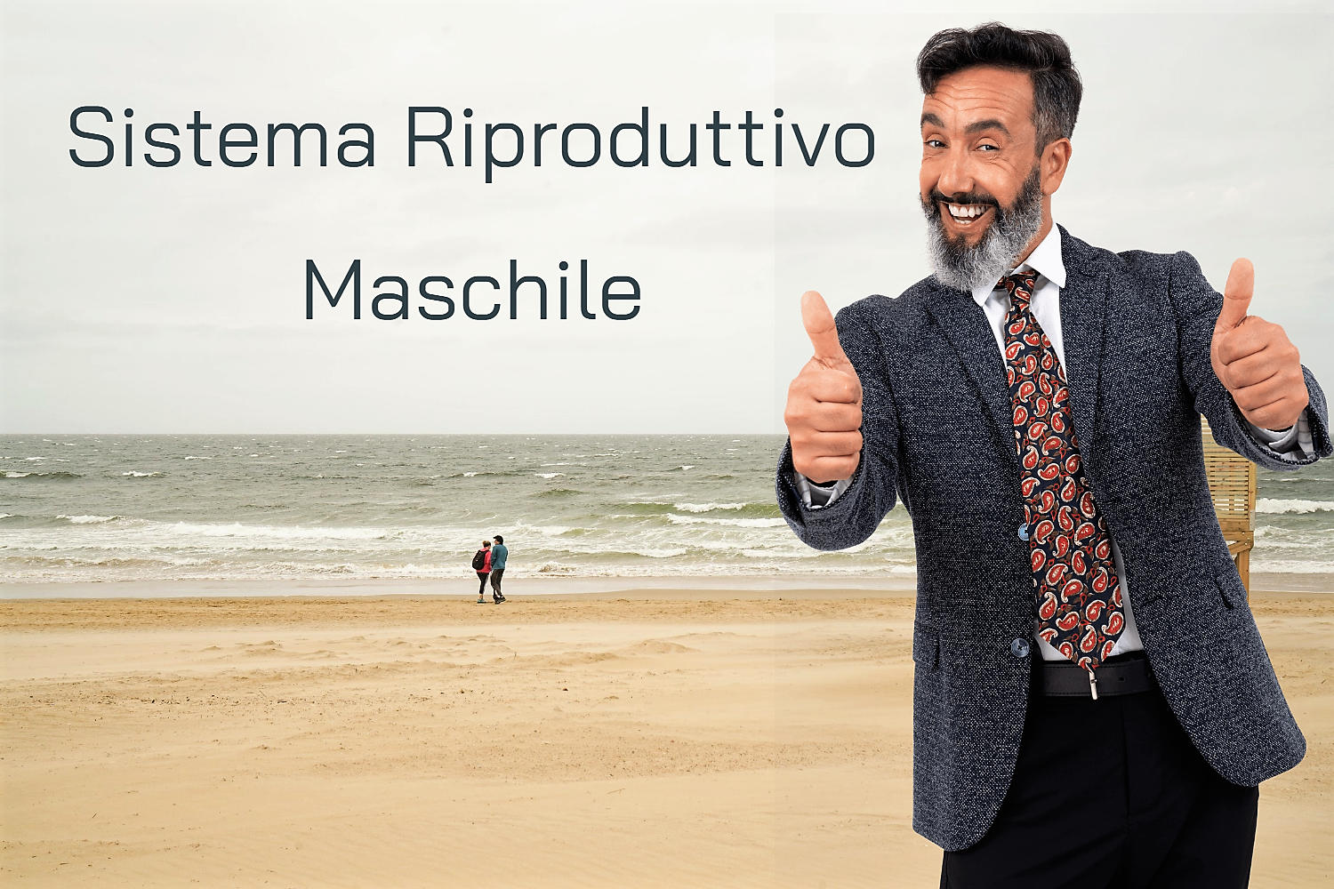 Sistema Riproduttivo Maschile
